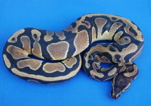 dh_albino_pied.jpg