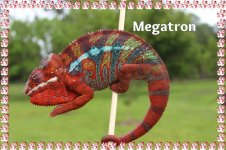 megfa.jpg megfa.jpg