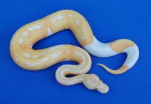 albino_pied_f1.jpg