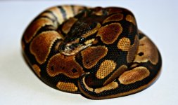 snake1c.jpg
