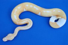 albino_pied_f2.jpg