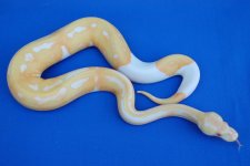 albino_pied_f3.jpg