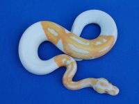 albino_pied_m3.jpg