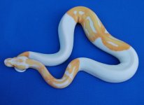 albino_pied_m1.jpg