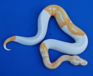albino_pied_m2.jpg