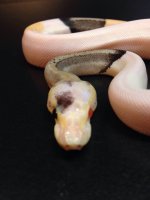 skittles ball python 3.jpg