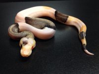 skittles ball python 1.jpg