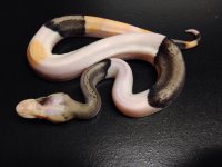 Skittles Ball Python.jpg