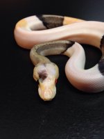skittles ball python 4.jpg