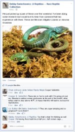 abronia.jpg