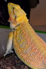 IMG_587955135377520.jpeg