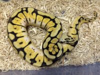 ballpythonfemale2-1-15.JPG