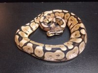 Cinnabee (Cinnamon Spider) male ball python $150.jpg