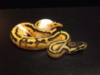 2014 Pastel Pied possible het albino female ball python $725.jpg