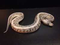 2014 Silver Streak possible het Albino male ball python $350.jpg