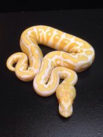 2014 Spotnose Black Pastel Albino Male Ball Python $1200.jpg