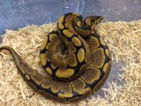 ballpythonspidermale2-1-15.JPG