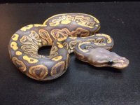 2014 Black Pastel Orange Ghost ball python female $275.jpg