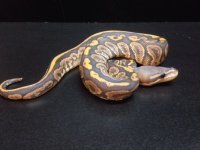 2014 Black Pastel Orange Ghost male ball python $250.jpg