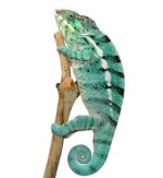 Nosy Be - Canvas Select - Male - Canvas Chameleons (2).jpg