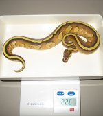 super stripe male.jpg