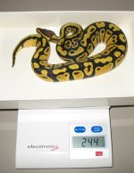 pastel specter female.jpg