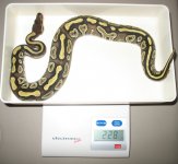 mojave female.jpg