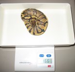 fire yellow belly male.jpg