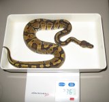 enchi male.jpg