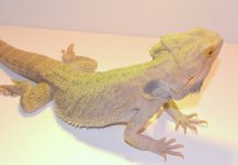 DSC_0306.jpg