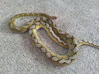 snake.jpg