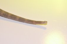 DSC_0304.jpg
