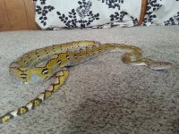 snake2.jpg