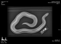 xray1.jpg