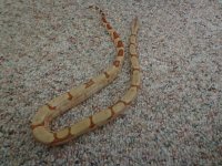 2014 Black Forest Constrictors Male Hypo Lipstick Line Paradox.jpg