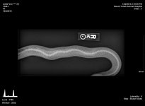 xray3.jpg