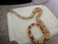 Here at Last, a Boa for the Collection.jpg