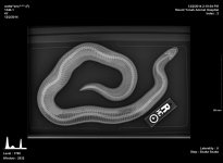 xray4.jpg