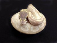 Crystal Ball Python.jpg