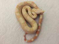 Albino Female 66% het Anery 2 2.JPG