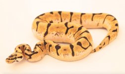 enchi spider.jpg