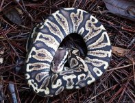 ball p ghi female 3.jpg