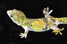True Calico-Pied Avatar_3DS6113LR.jpg