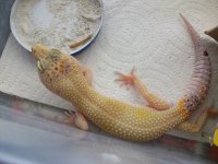 JoshGeckos018.jpg