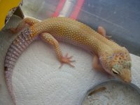 JoshGeckos017.jpg