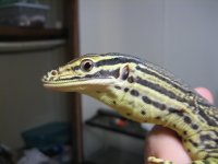 baby argus-croc 017.jpg