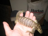 baby argus-croc 012.jpg