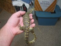 baby argus-croc 015.jpg