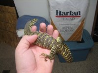 baby argus-croc 013.jpg