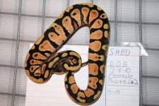 Female Pastel #2.JPG